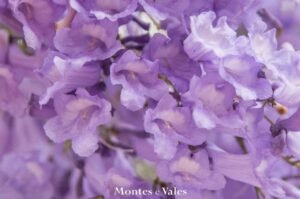 Árvores de Lisboa, conhece esta? Peddy Papers Montes e Vales